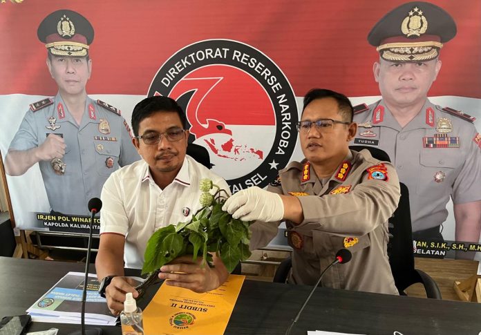 Direktur Ditresnarkoba Polda Kalsel, Kombes Pol Kelana Jaya dan Kabid Humas Kombes Pol Adam Erwindi memperlihatkan daun kecubung