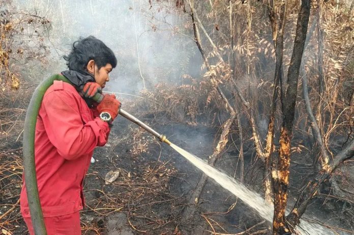 Tim Animal Rescue Banjarmasin, Selamatkan Trenggiling Langka Terdampar di Kawasan Banjarmasin Utara, Terancam Karhutla